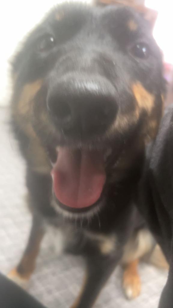 Enlarge Squeaker, a Adoptable mixed breed in Didsbury, AB image 2/4