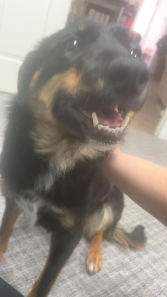 Enlarge Squeaker, a Adoptable mixed breed in Didsbury, AB image 3/4