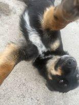 Enlarge Squeaker, a Adoptable mixed breed in Didsbury, AB image 4/4