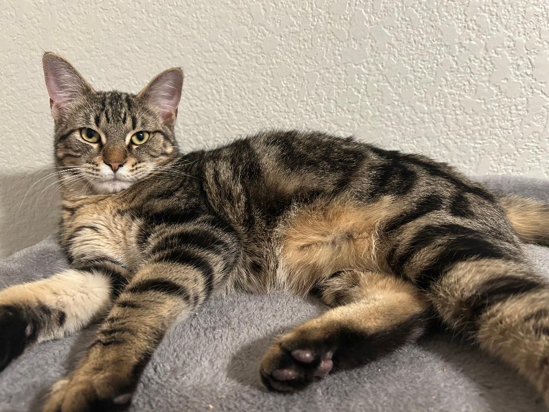 Rip, Young Male Tabby