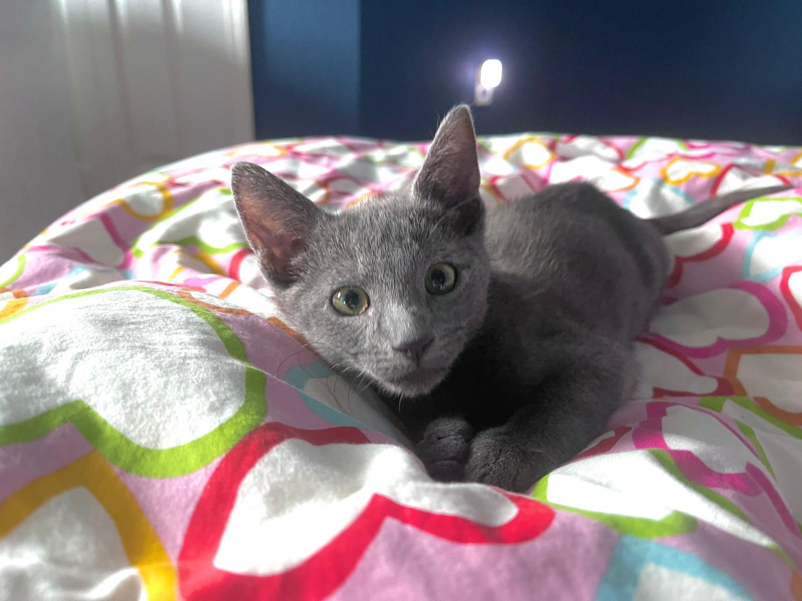 Tom