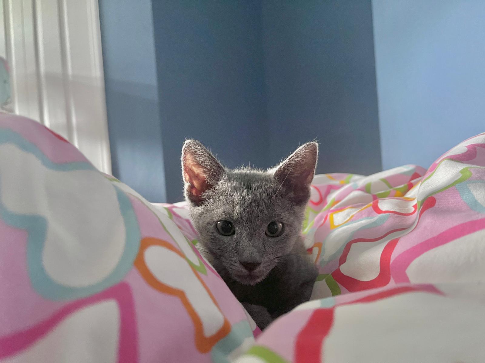 Tom