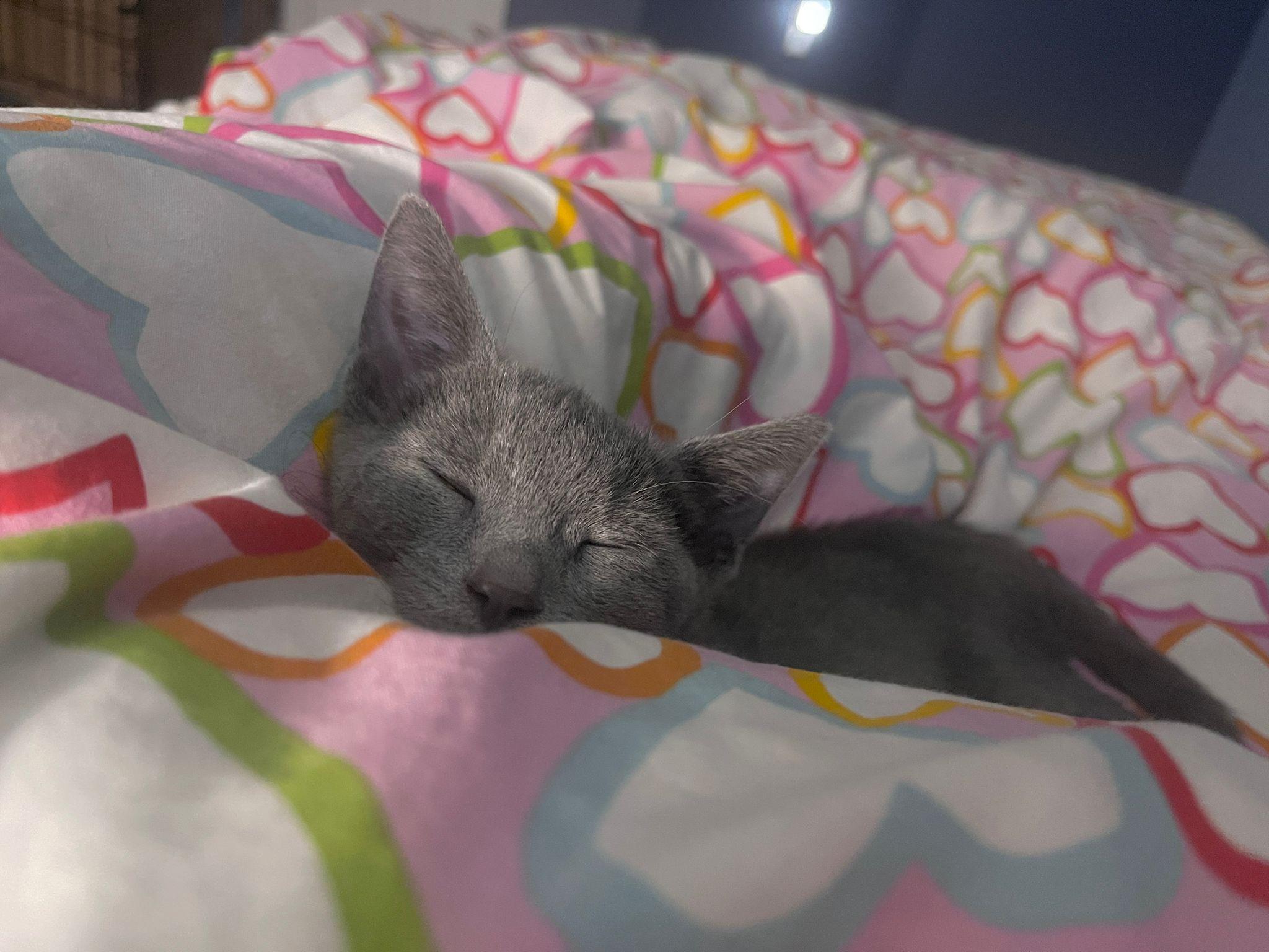 Tom