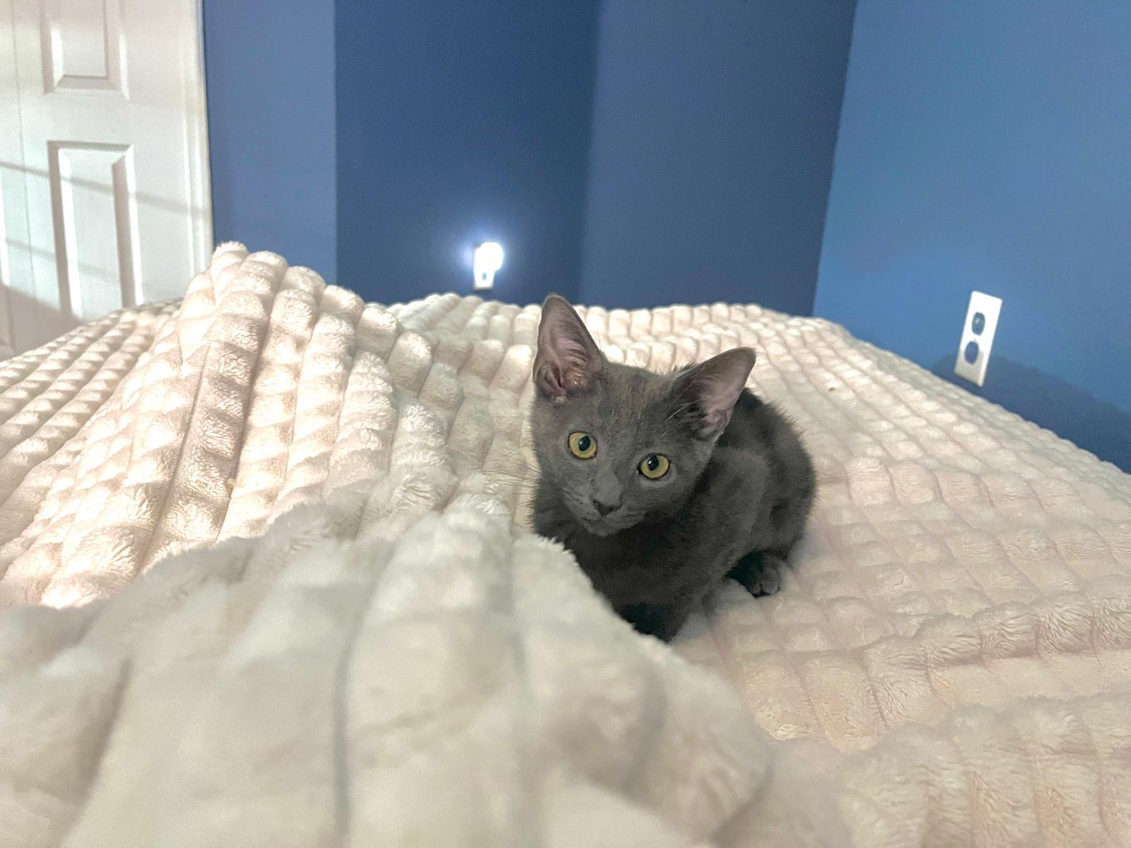 Tom