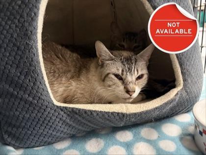 Bobby, Adoptable, Senior Female Domestic Short Hair & Domestic Short Hair.