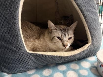 Enlarge Bobby, a Adoptable mixed breed in Lowell, MA image 2/2