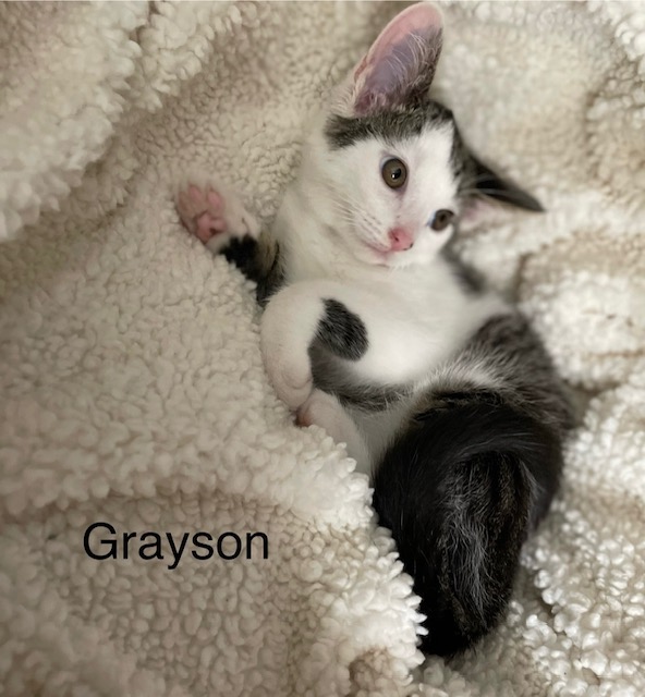 Enlarge Grayson, a Adopted Domestic Short Hair in Crown Point, IN image 1/1