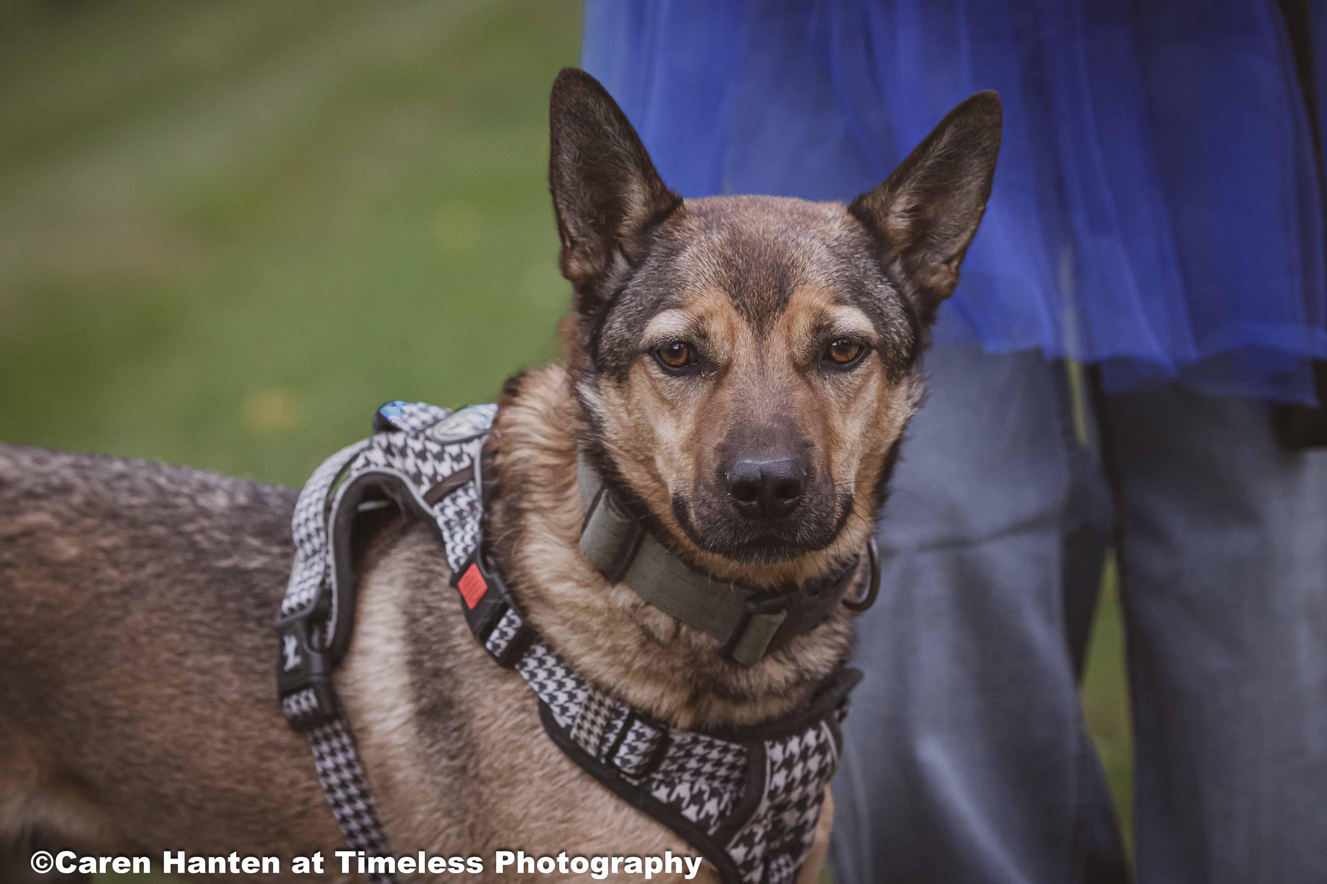 Brutus, Adoptable, Adult Male Belgian Shepherd / Malinois & German Shepherd Dog.