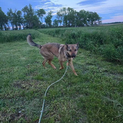 Enlarge Brutus, a Adoptable mixed breed in Watertown, SD image 5/5