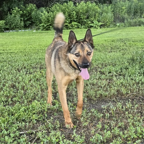 Enlarge Brutus, a Adoptable mixed breed in Watertown, SD image 4/5