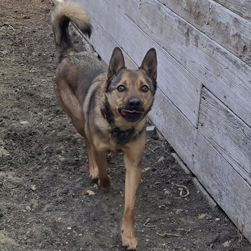 Enlarge Brutus, a Adoptable mixed breed in Watertown, SD image 2/5