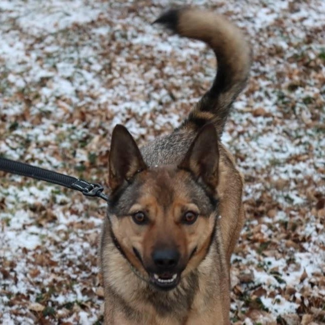 Enlarge Brutus, a Adoptable mixed breed in Watertown, SD image 3/5