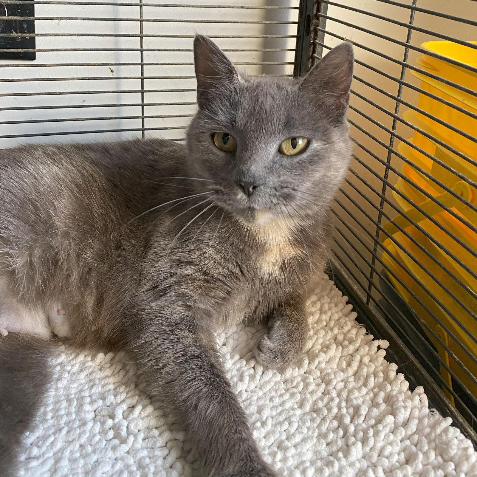 Meredith Grey thumbnail 2