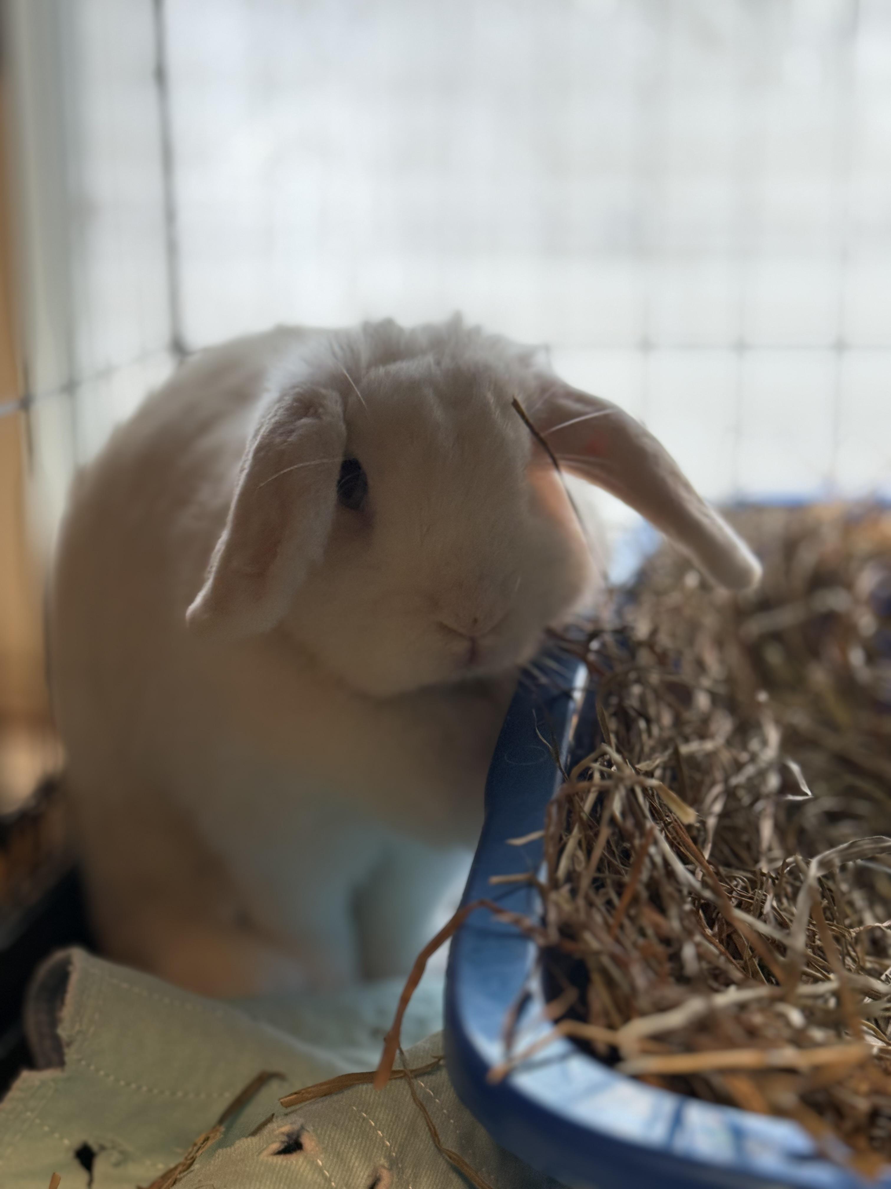 Enlarge Sunrise, an adoptable Holland Lop in Norwalk, CT image 2/3