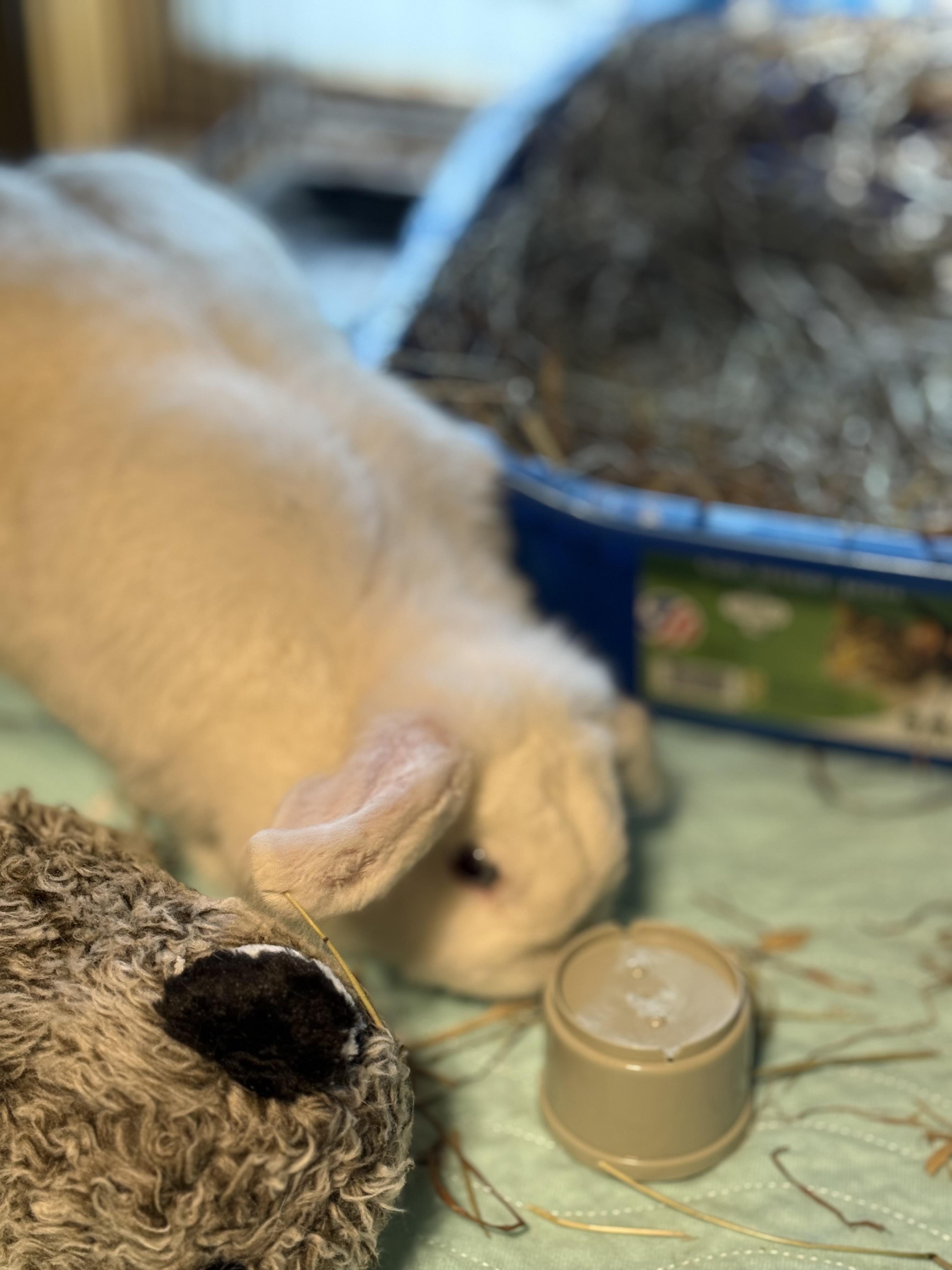 Enlarge Sunrise, an adoptable Holland Lop in Norwalk, CT image 3/3
