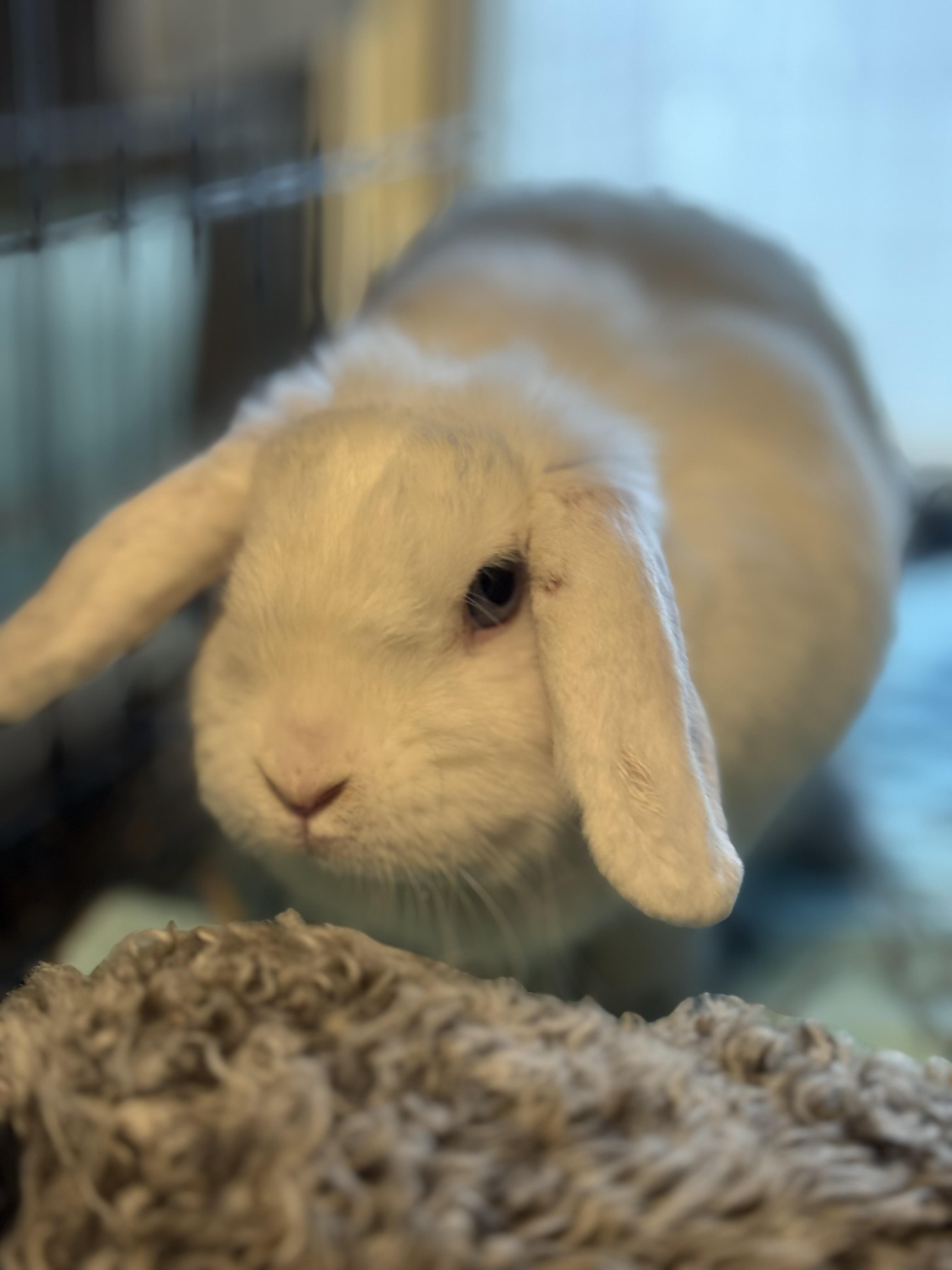Enlarge Sunrise, an adoptable Holland Lop in Norwalk, CT image 1/3
