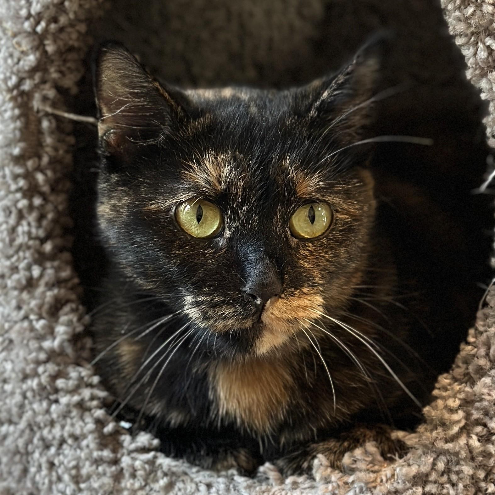 coco★cat Coco Cat Cobra Toy