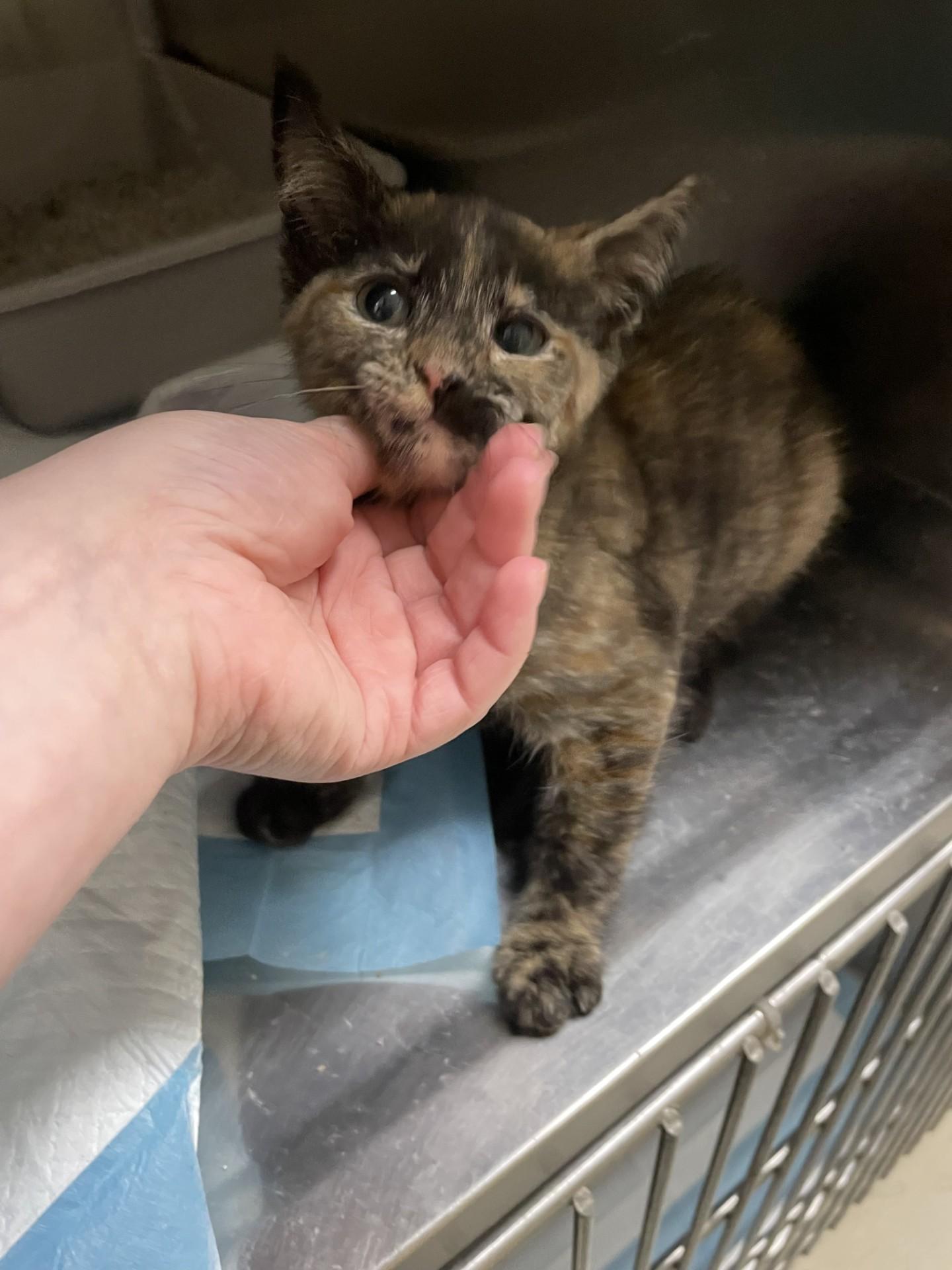 Enlarge TIKI6808 (RESCUED), a ADOPTABLE mixed breed in Rocky Mount, NC image 3/3