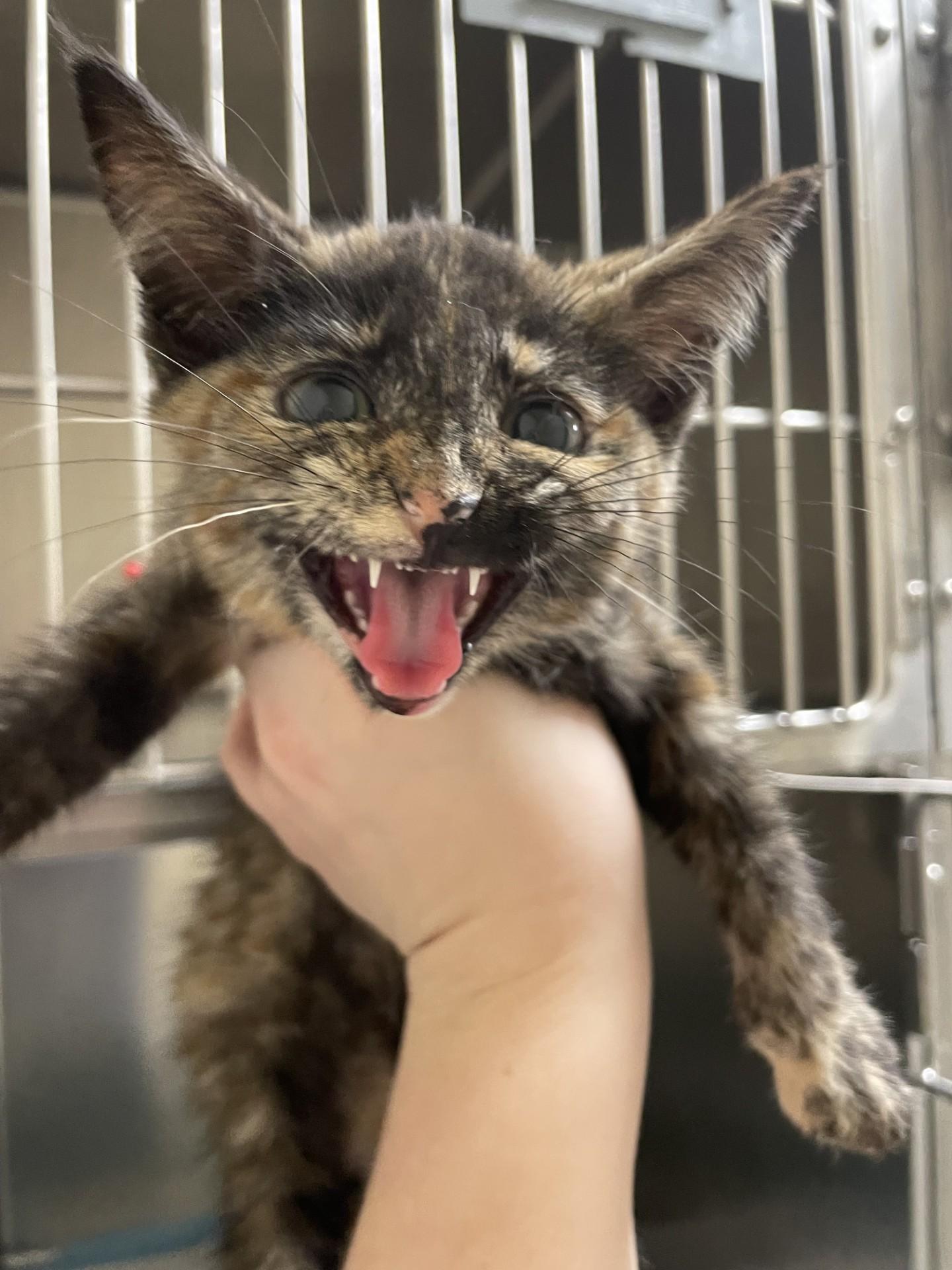 Enlarge TIKI6808 (RESCUED), a ADOPTABLE mixed breed in Rocky Mount, NC image 2/3