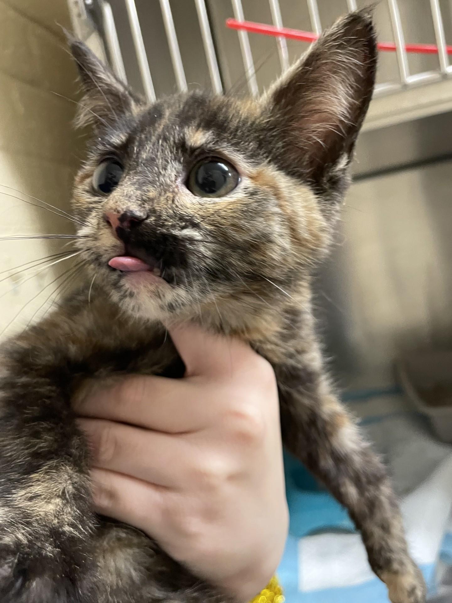 TIKI6808 (RESCUED), ADOPTABLE, Kitten Female Domestic Short Hair.