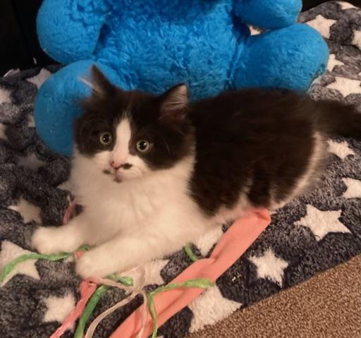 Enlarge Wren, an adopted Domestic Medium Hair in Canal Fulton, OH image 2/3