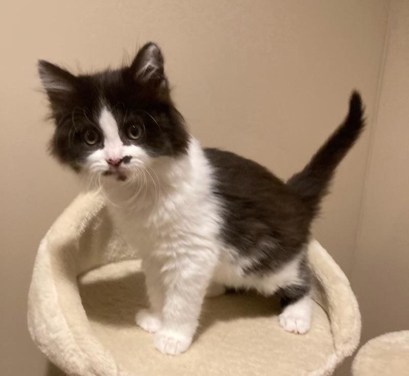 Enlarge Wren, an adopted Domestic Medium Hair in Canal Fulton, OH image 1/3