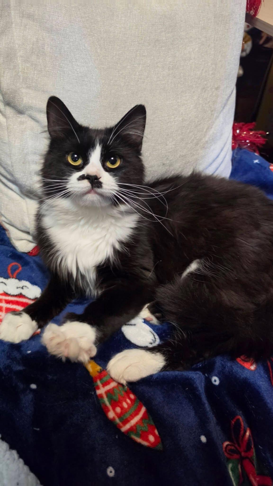 Chalupa, an adopted Domestic Short Hair in Cleveland, OH image 1/3