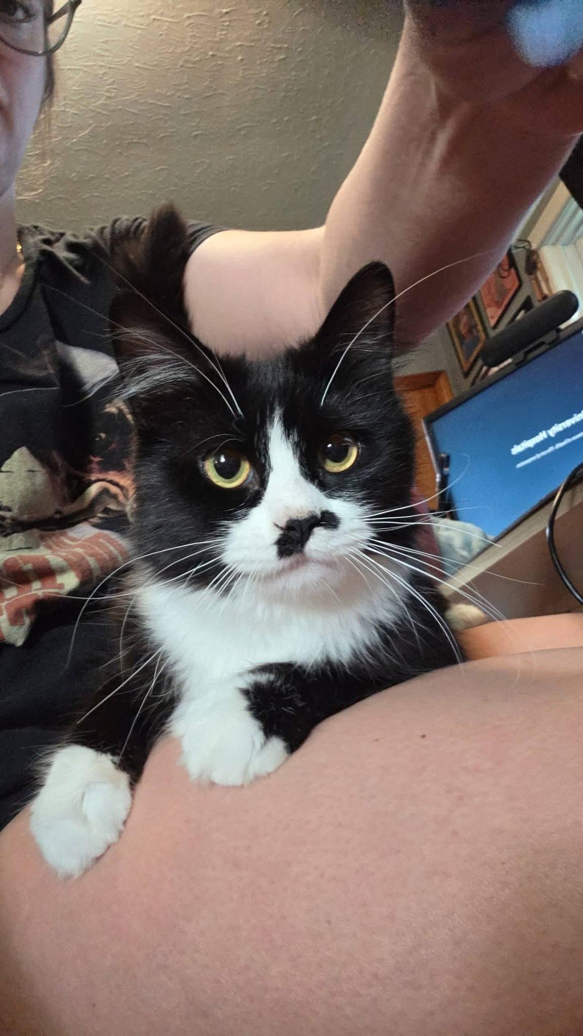 Chalupa, an adopted Domestic Short Hair in Cleveland, OH image 2/3