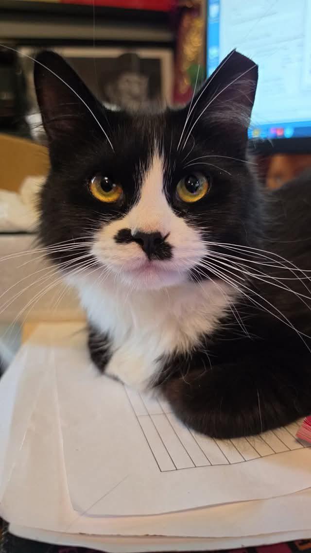 Chalupa, an adopted Domestic Short Hair in Cleveland, OH image 3/3