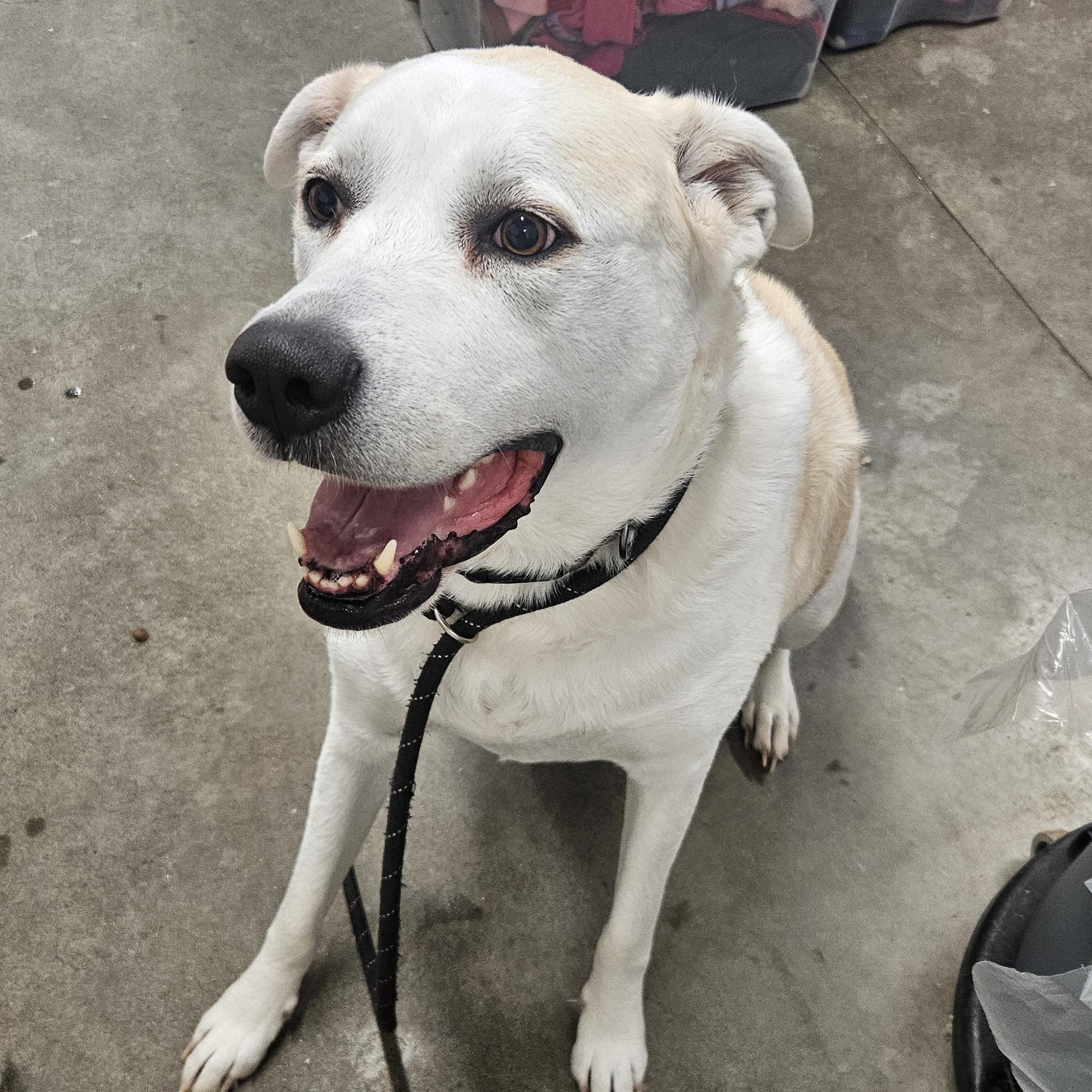 Clammy, adopted, Adult Female Great Pyrenees & Labrador Retriever.