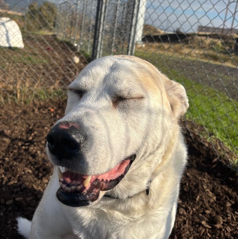 Enlarge Clammy, an adopted mixed breed in The Dalles, OR image 2/4