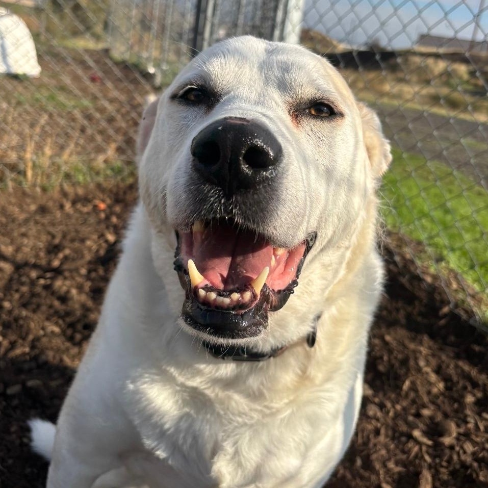Enlarge Clammy, an adopted mixed breed in The Dalles, OR image 3/4