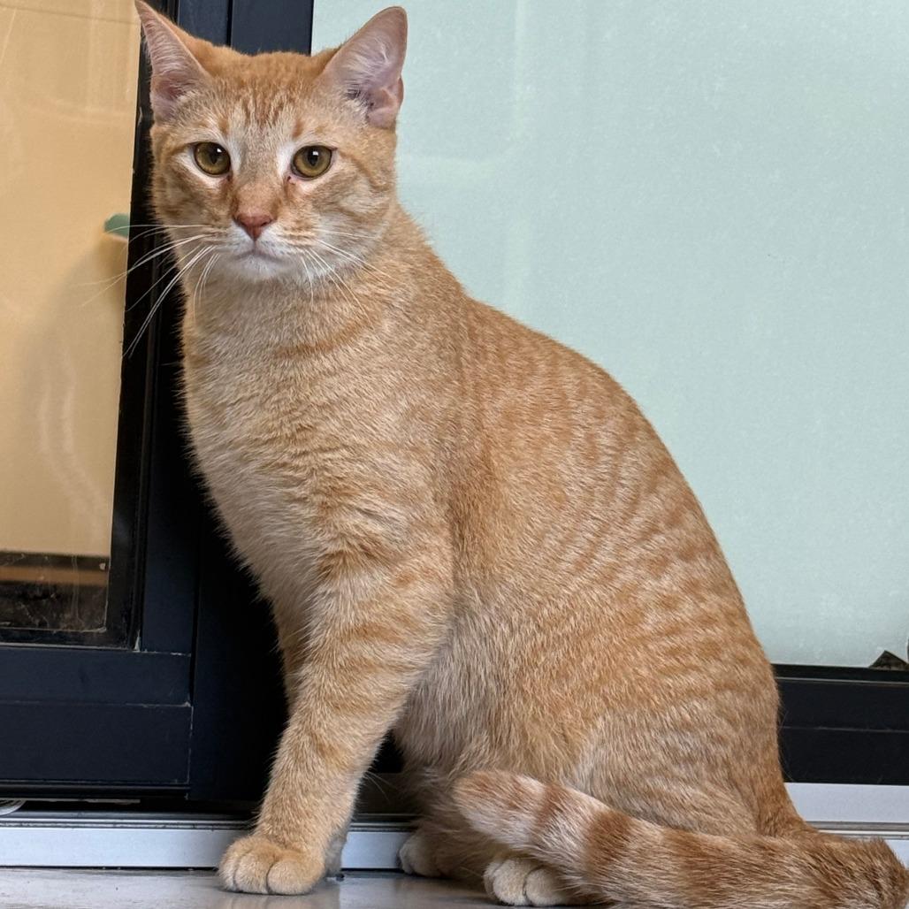 Woody, Adoptable, Young Male American Shorthair.