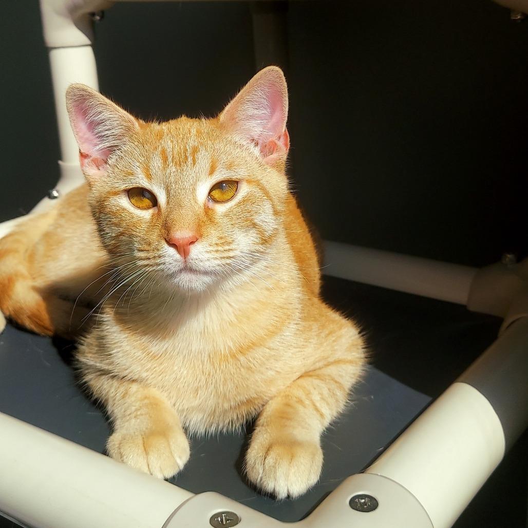 Enlarge Woody, a Adoptable American Shorthair in Ponca City, OK image 1/3