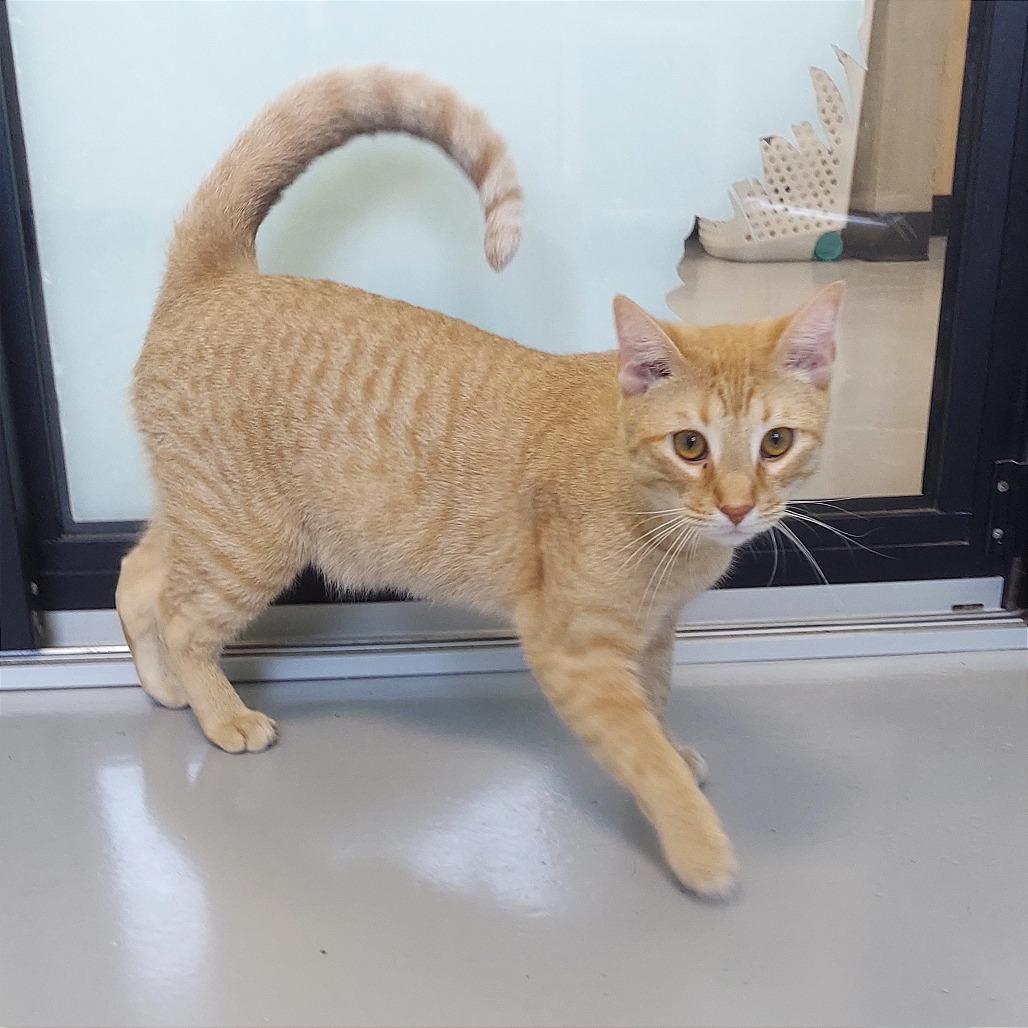 Enlarge Woody, a Adoptable American Shorthair in Ponca City, OK image 3/6