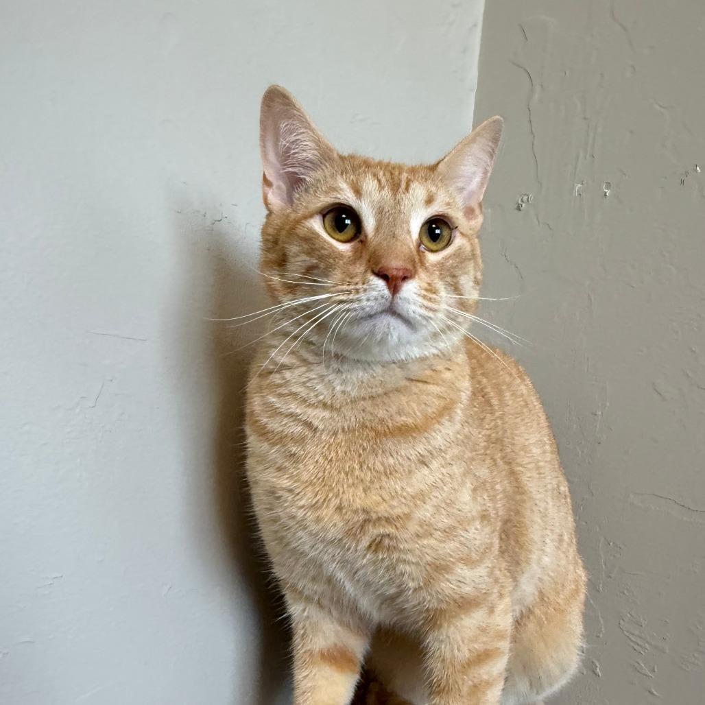 Enlarge Woody, a Adoptable American Shorthair in Ponca City, OK image 4/6