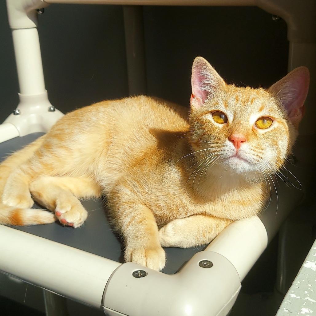 Enlarge Woody, a Adoptable American Shorthair in Ponca City, OK image 2/3