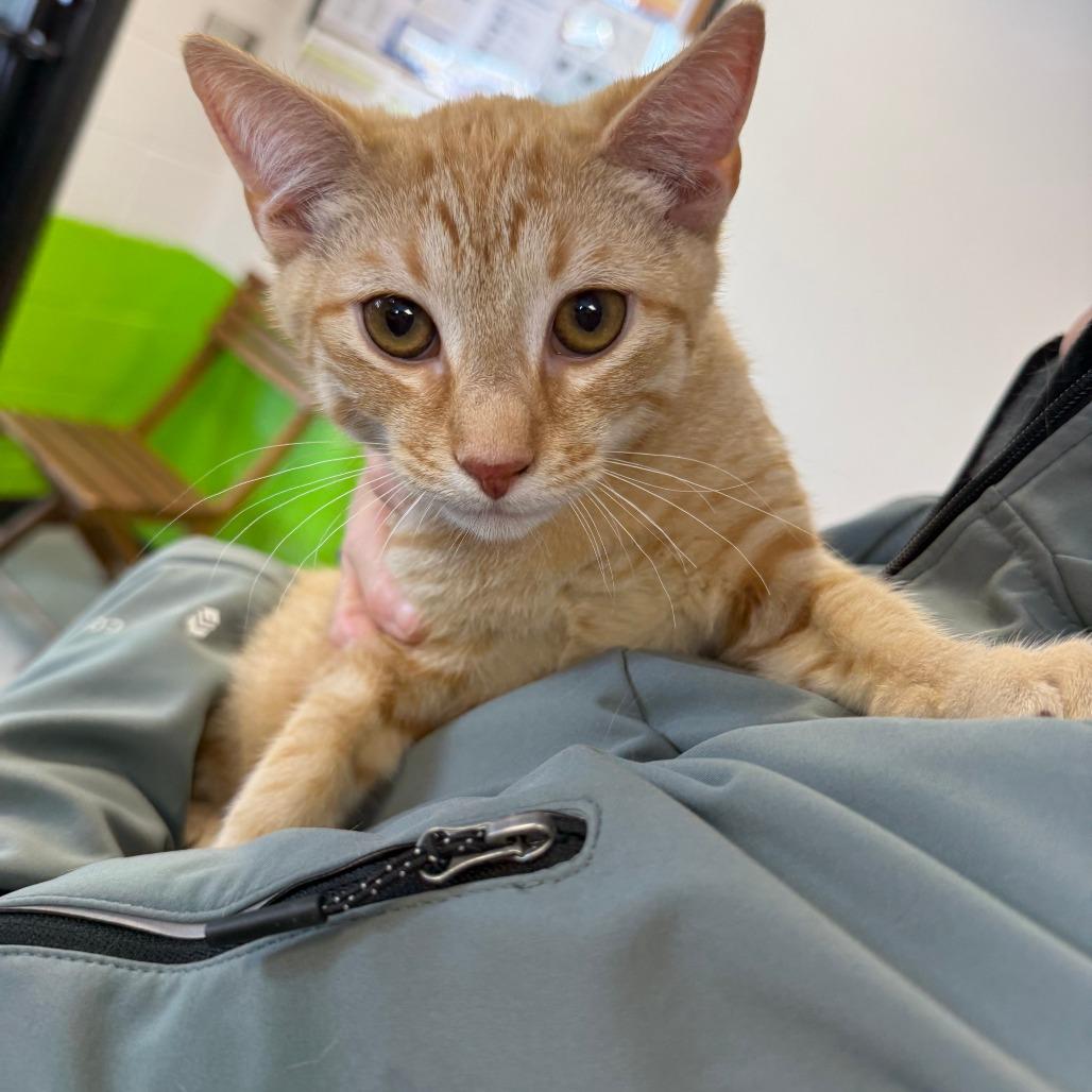 Enlarge Woody, a Adoptable American Shorthair in Ponca City, OK image 3/3