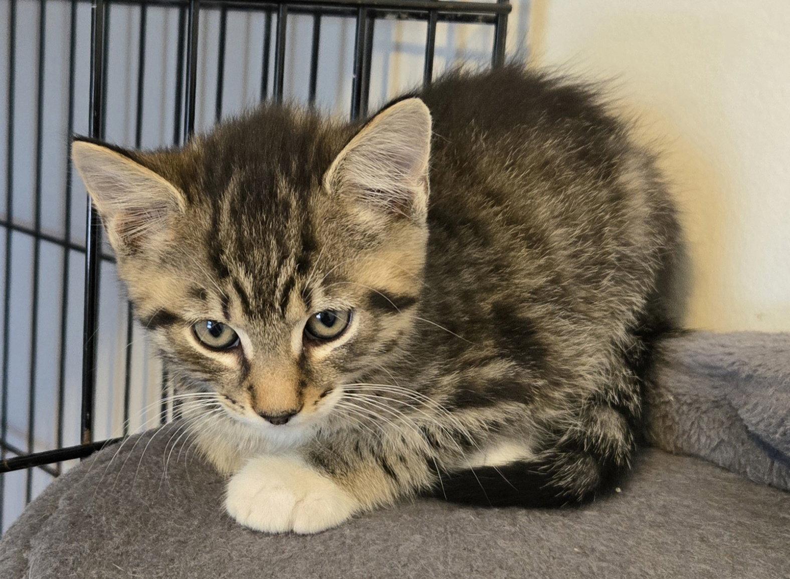 Biscuit, a Adoptable Domestic Short Hair in Penndel, PA image 1/3