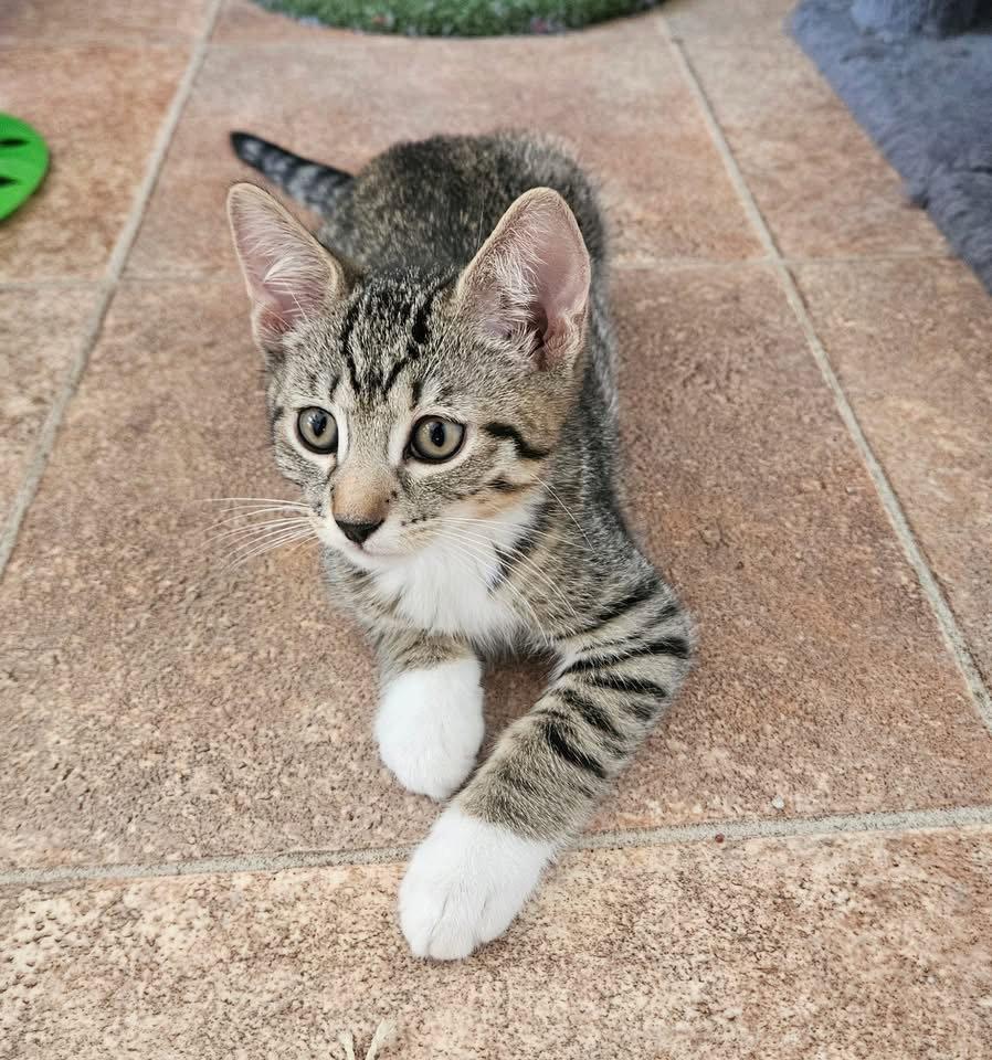 Biscuit, a Adoptable Domestic Short Hair in Penndel, PA image 3/3