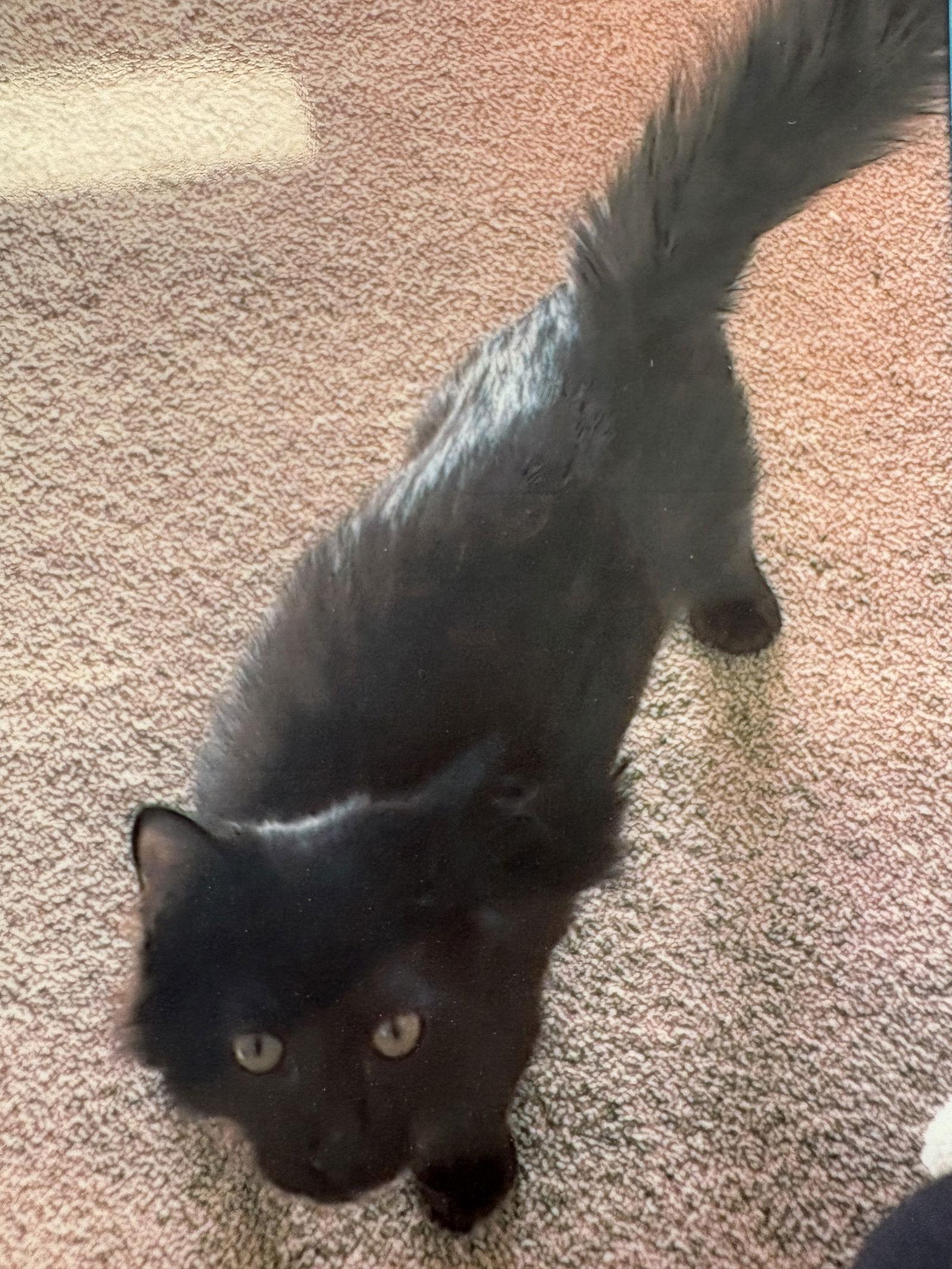 Ted, Adoptable, Young Male Domestic Medium Hair.