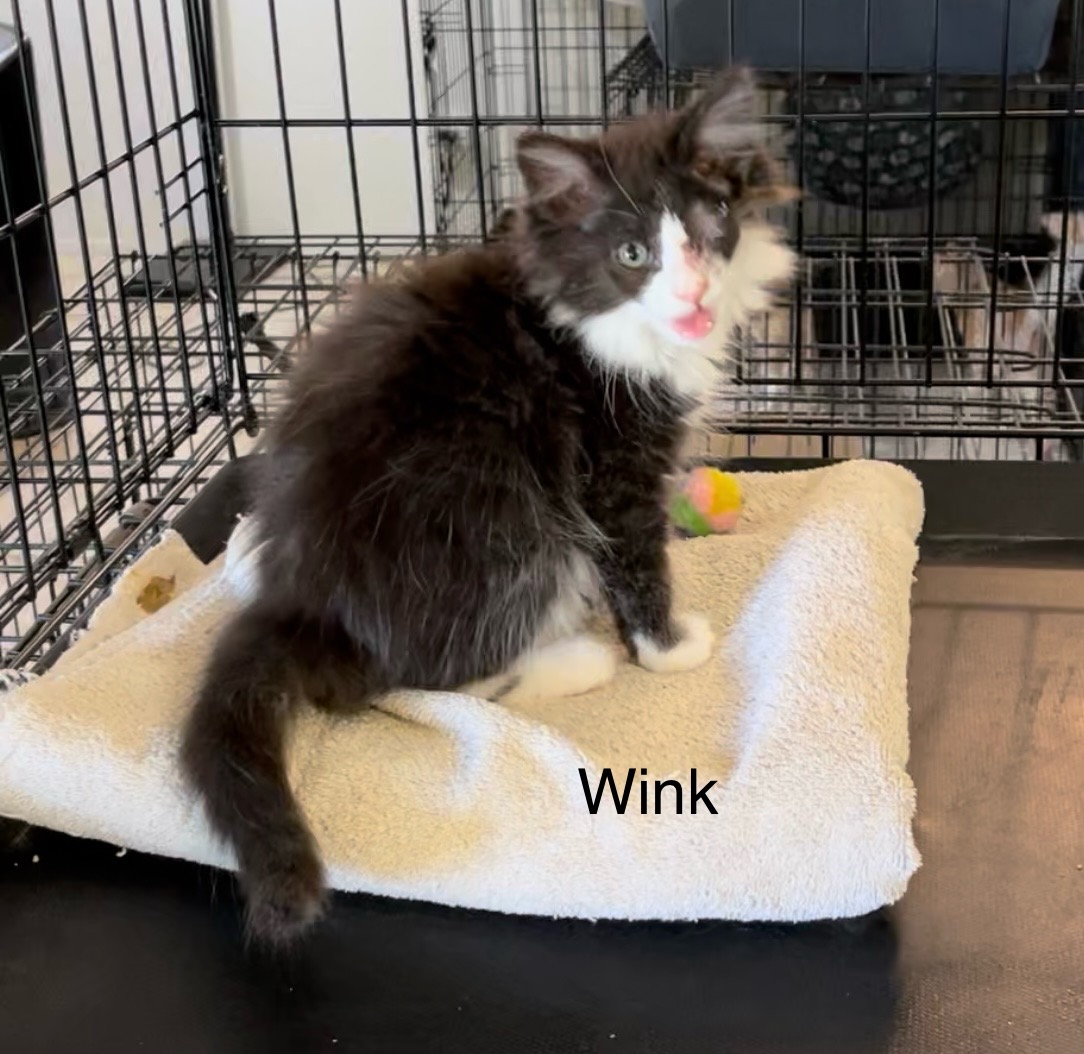 Wink, Adopted, Kitten Female Domestic Long Hair.