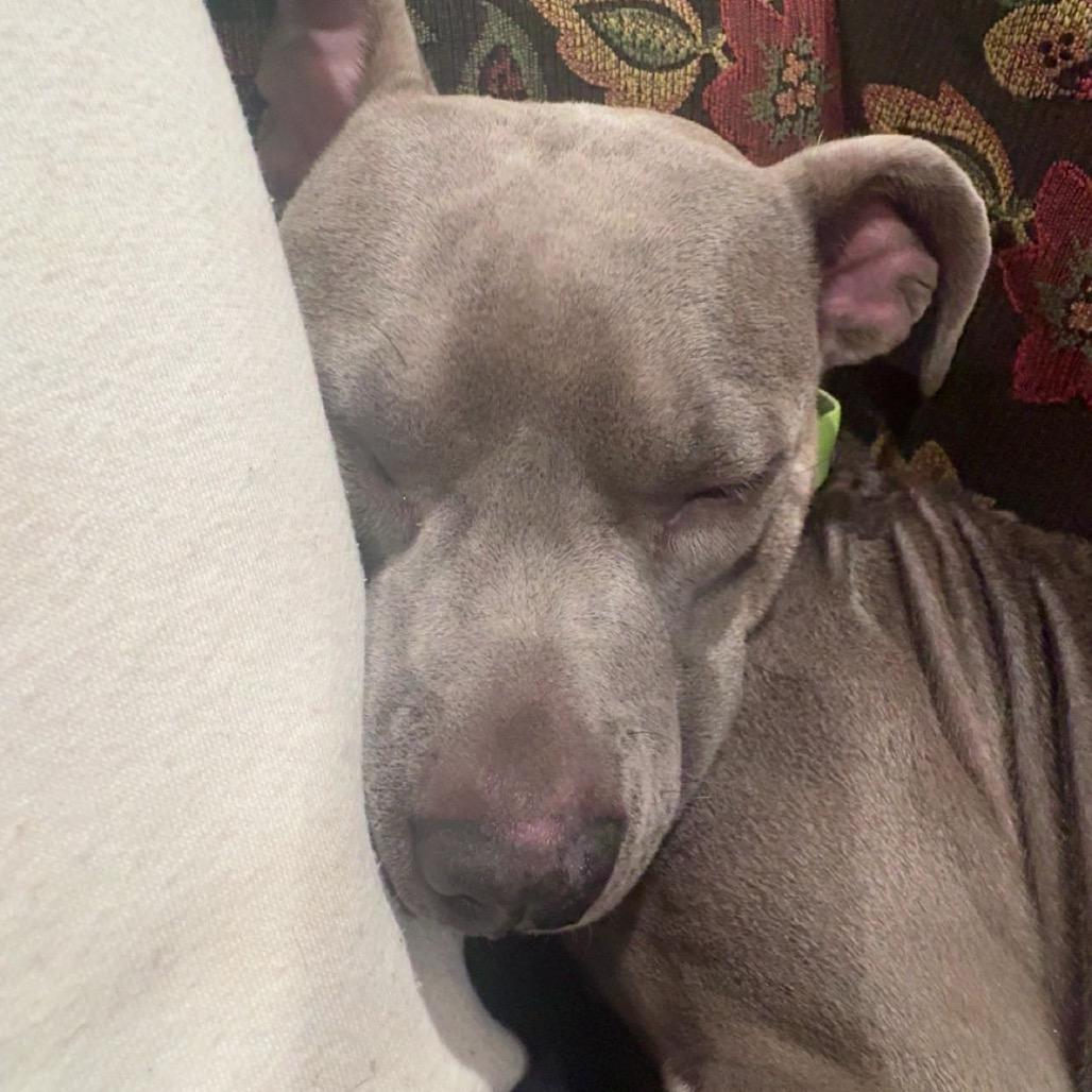 Ellie, Adoptable, Adult Female Pit Bull Terrier.