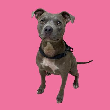 Ellie, Adoptable, Adult Female Pit Bull Terrier.