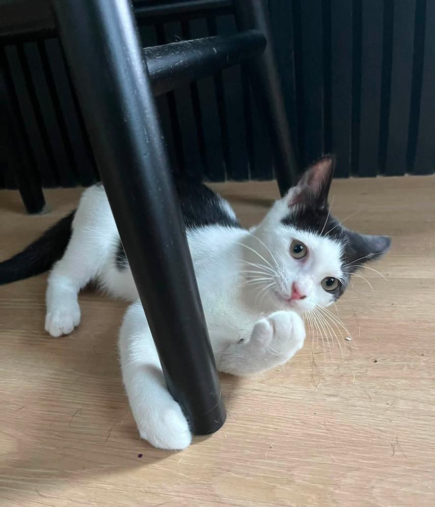 Enlarge Goose & Guppy, a ADOPTABLE American Shorthair in Baltimore, MD image 4/4