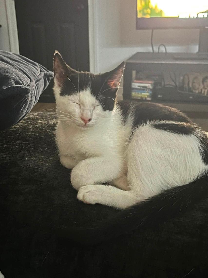 Enlarge Goose & Guppy, a ADOPTABLE American Shorthair in Baltimore, MD image 2/4