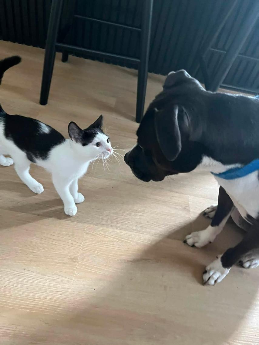 Enlarge Goose & Guppy, a ADOPTABLE American Shorthair in Baltimore, MD image 3/4