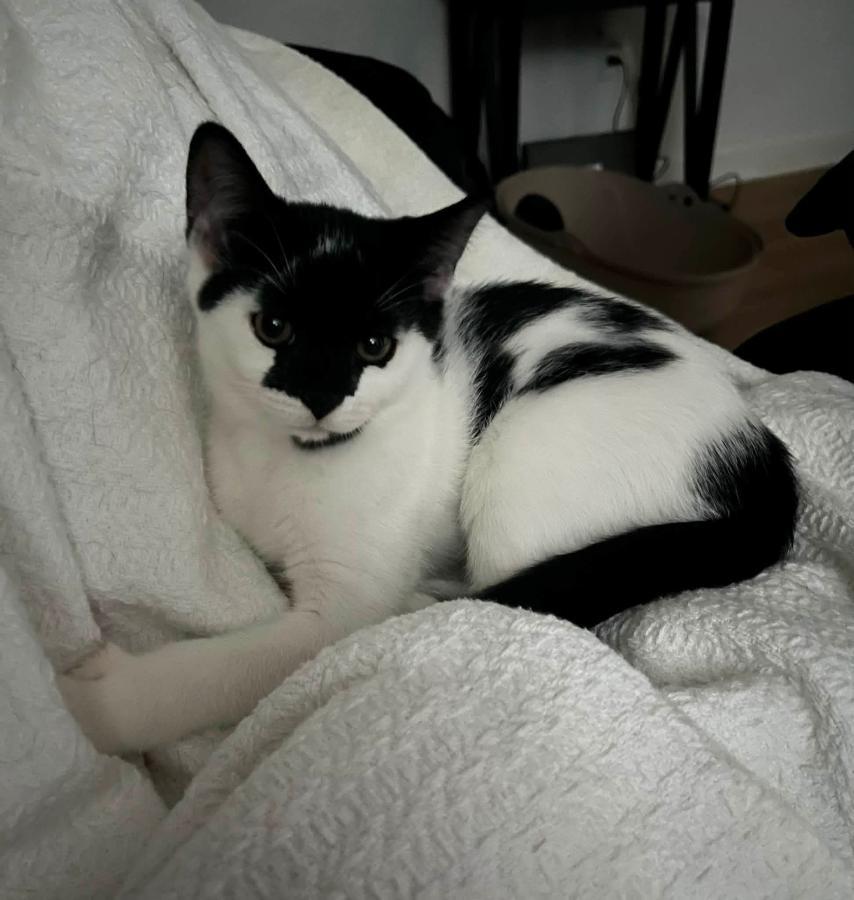 Goose & Guppy, ADOPTABLE, Young Male American Shorthair.