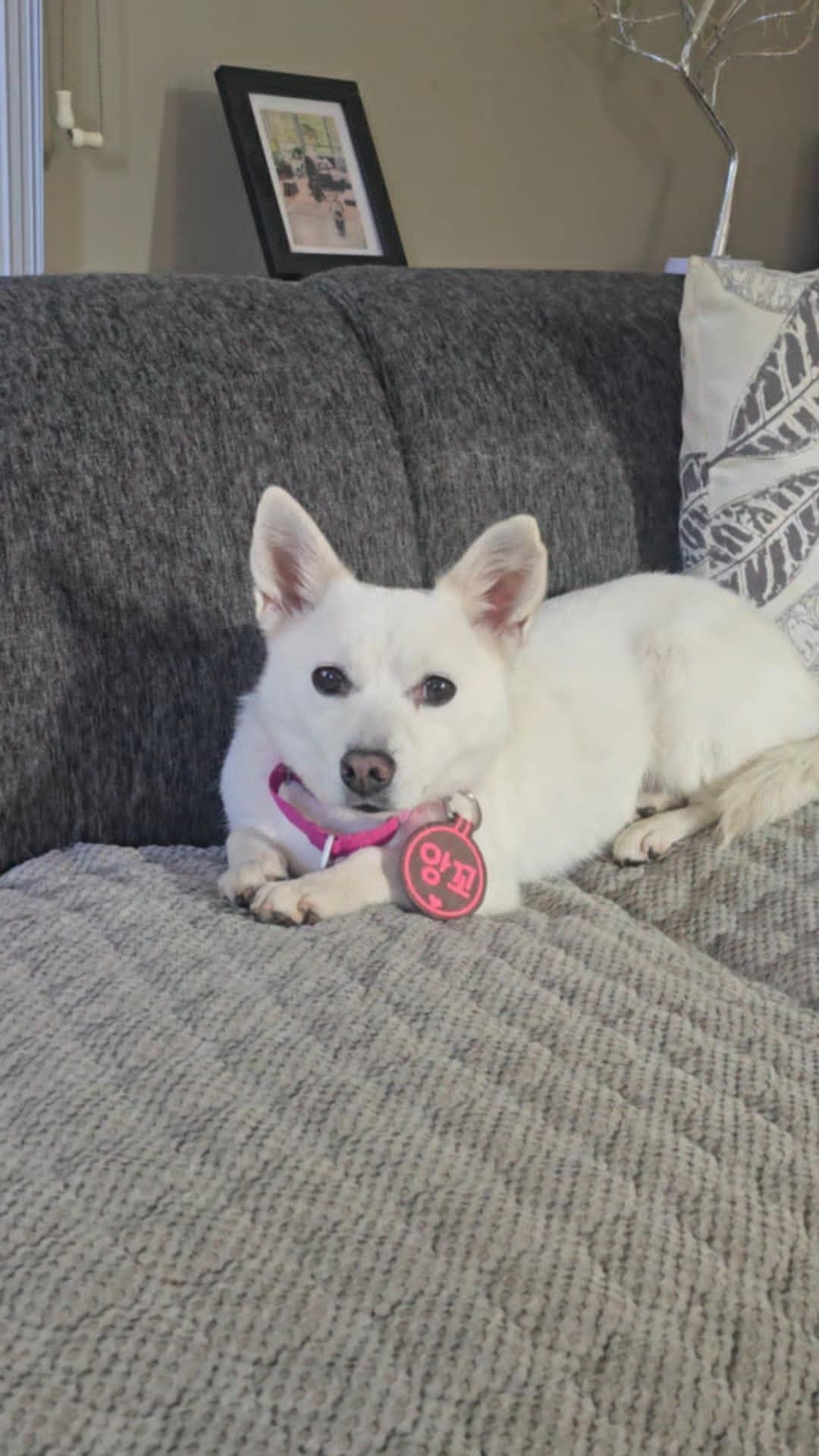 Enlarge Coco, a Adoptable mixed breed in Puyallup, WA image 2/3