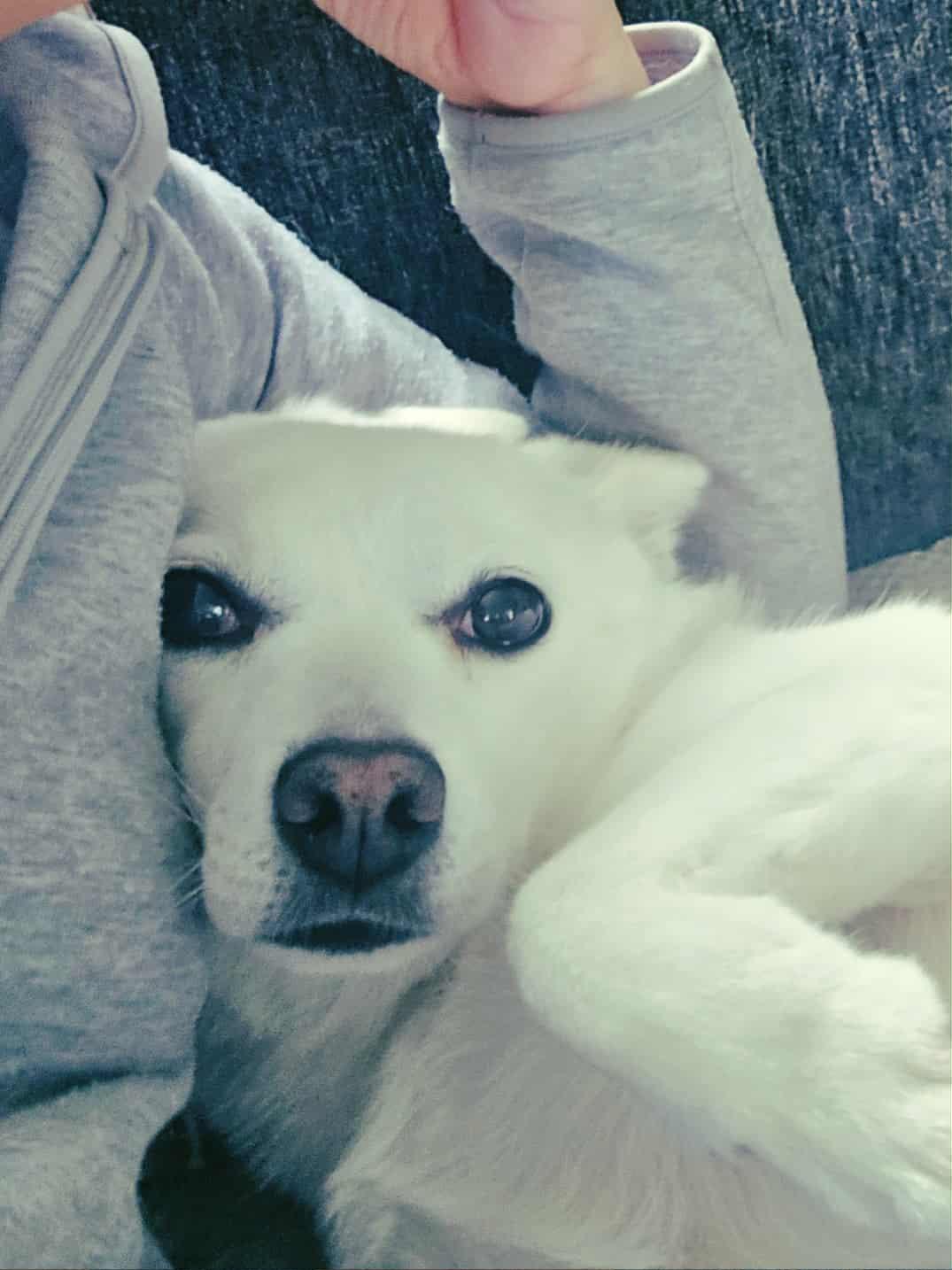 Coco, an adoptable Jindo, Spitz in Puyallup, WA, 98444 | Photo Image 3